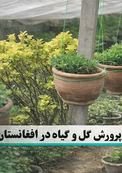 رونق پرورش گل و گیاه در افغانستان