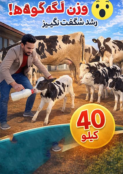 گزارش از فارم گاوداری و تولید شیر در کابل