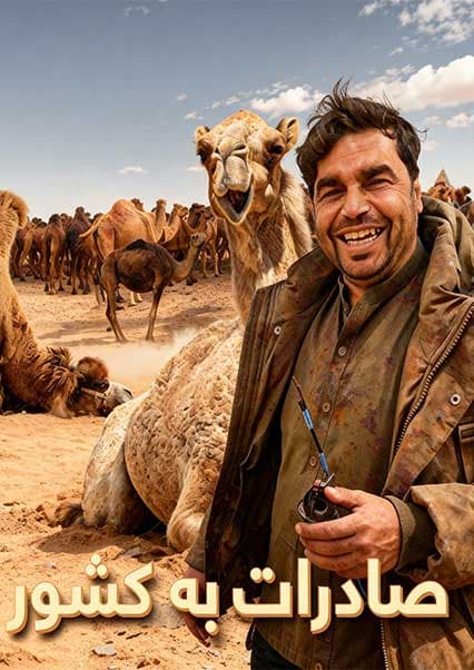 افغان سین در کندز: فارم شترهای عربی