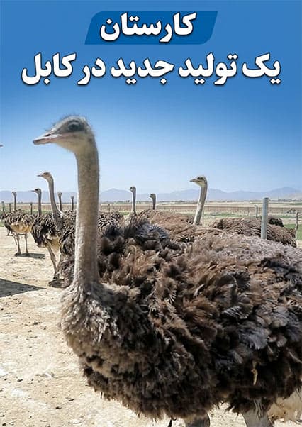 پرورش شترمرغ در کابل؛ کارستان
