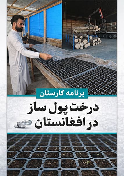 درخت پول‌ساز پالونیا در افغانستان 2