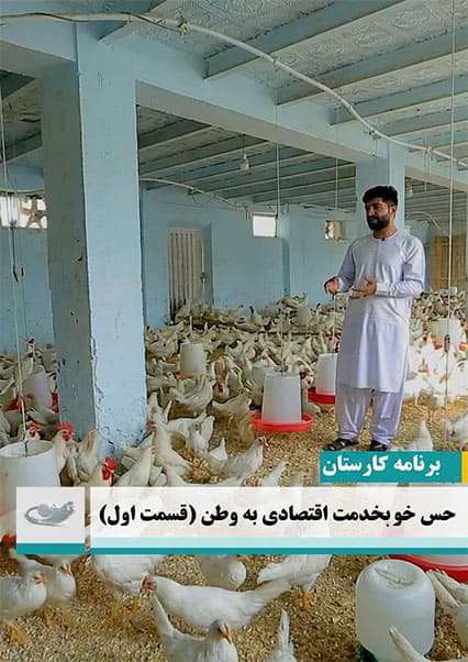 کارستان: داستان موفقیت فارم مرغداری در افغانستان