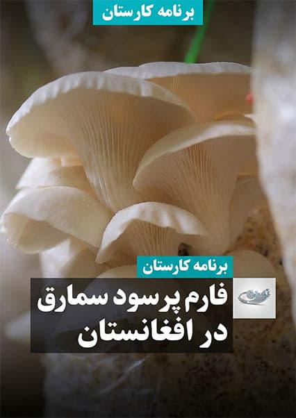 پرورش سمارق در افغانستان؛ برنامه کارستان