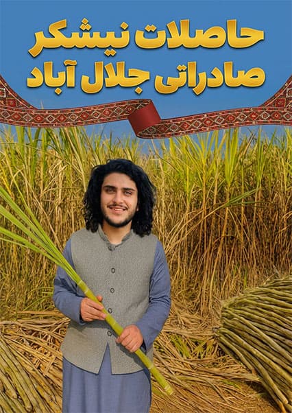 سفر به کشتزارهای نیشکر در ولسوالی کامه