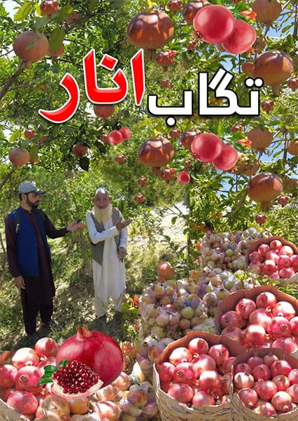 انار بی‌دانه تگاب؛ نگین سبز کاپیسا