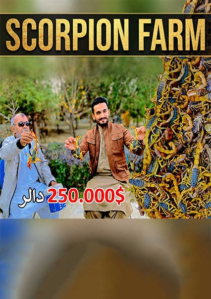 مزرعه پرورش عقرب در پروان