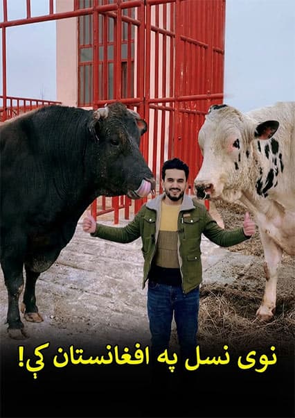 گزارش ویژه از مرکز تکثیر مصنوعی گاو در کابل
