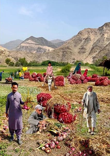 کشت و برداشت پیاز در کوز کنر ننگرهار