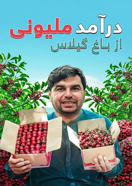افغان سین: برداشت گیلاس از بزرگترین باغ کابل