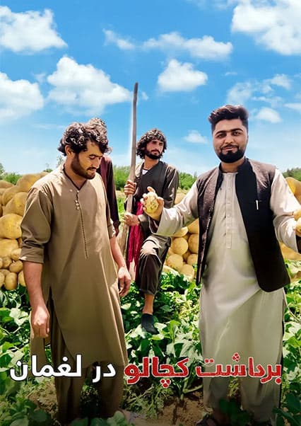قریه به قریه: برداشت کچالو در لغمان