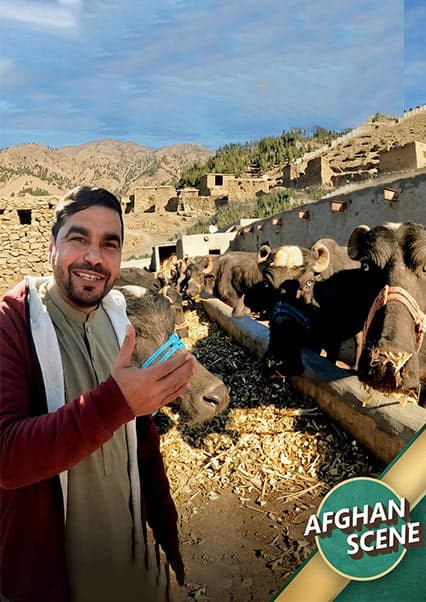 افغان سین در لغمان؛ پرورش گاومیش در چمنزارها