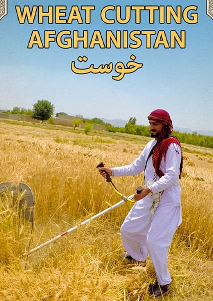 درو کردن گندم در ولسوالی تنی خوست