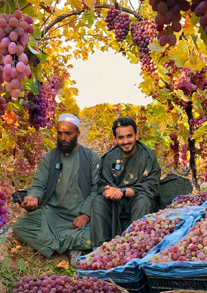 صادرات انگور افغانستان به هند و روسیه