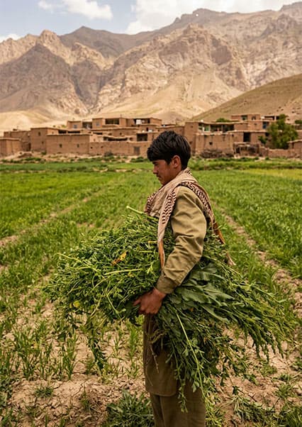 سنت‌های کوچی: زندگی پرمشقت در روستاهای کوهستانی