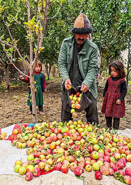 برداشت سیب و کچالو در قلب کوهستان