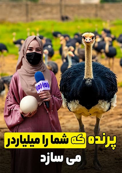 پرنده گران‌قیمت و سودآور در افغانستان