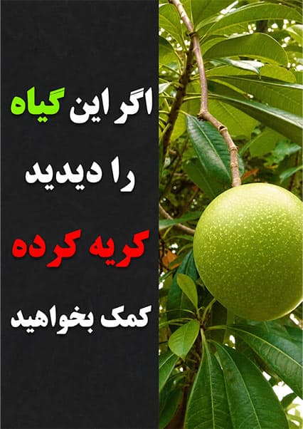خطرناک‌ترین گیاهان سمی جهان