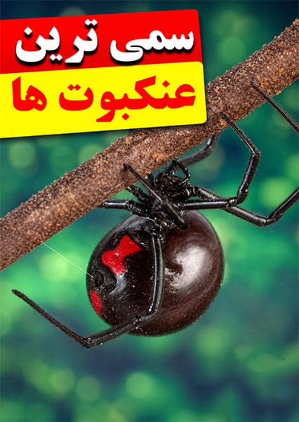 خطرناک‌ترین عنکبوت‌های جهان