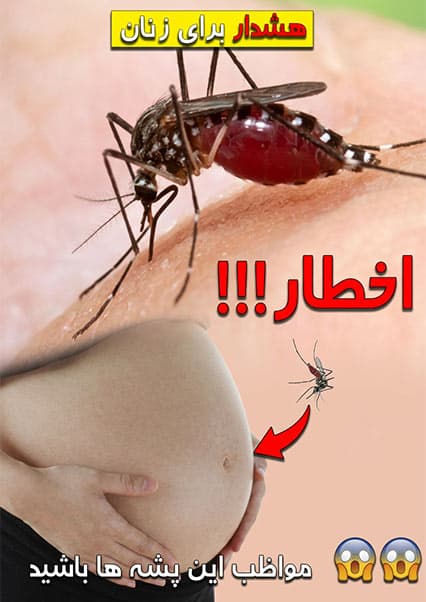دانستنی‌های عجیب درباره پشه‌ها