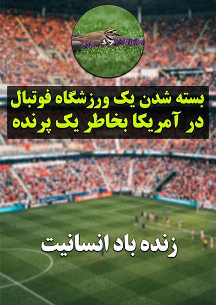 تعطیلی ورزشگاه به خاطر یک پرنده