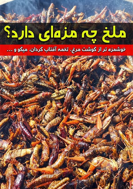 طعم ملخ و روش‌های پخت آن