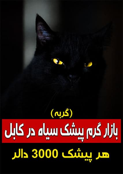 تجارت عجیب پشک سیاه در کابل