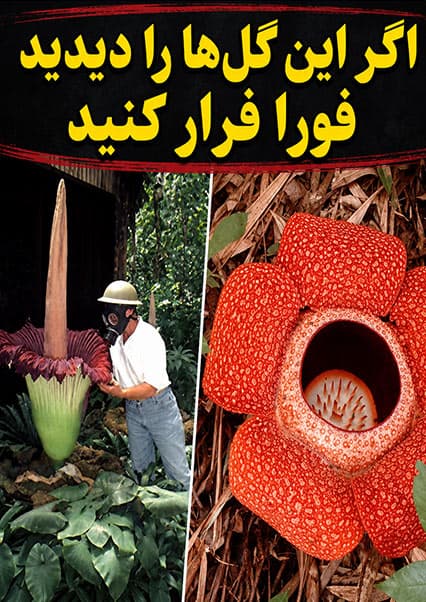 بدبوترین گل‌های جهان را بشناسید