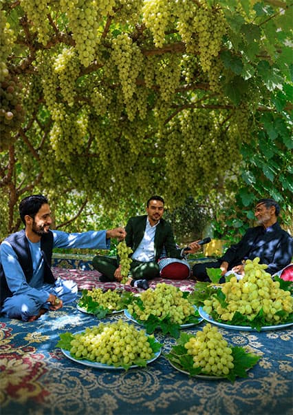 انگور شمالی و میوه خاتون کوهدامن